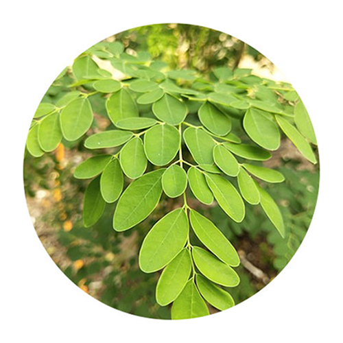 MORINGA-THE MIRACLE SPICE