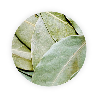 BAY LEAF-THE SPICE OF LAUREATES