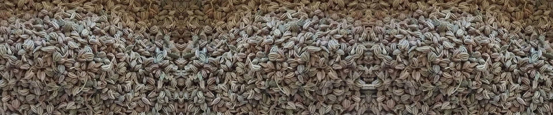 CAROM SEEDS-THE NUTRITIOUS SPICE